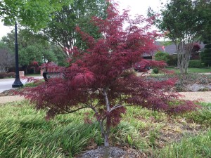 Japanese maples at Oaks North.