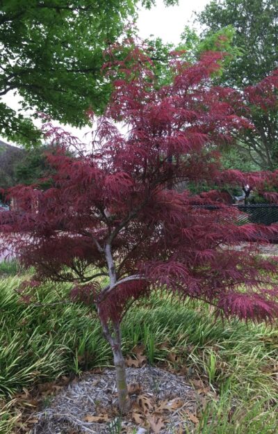 Addison Arbor Foundation - Enhancing Art And Public Spaces