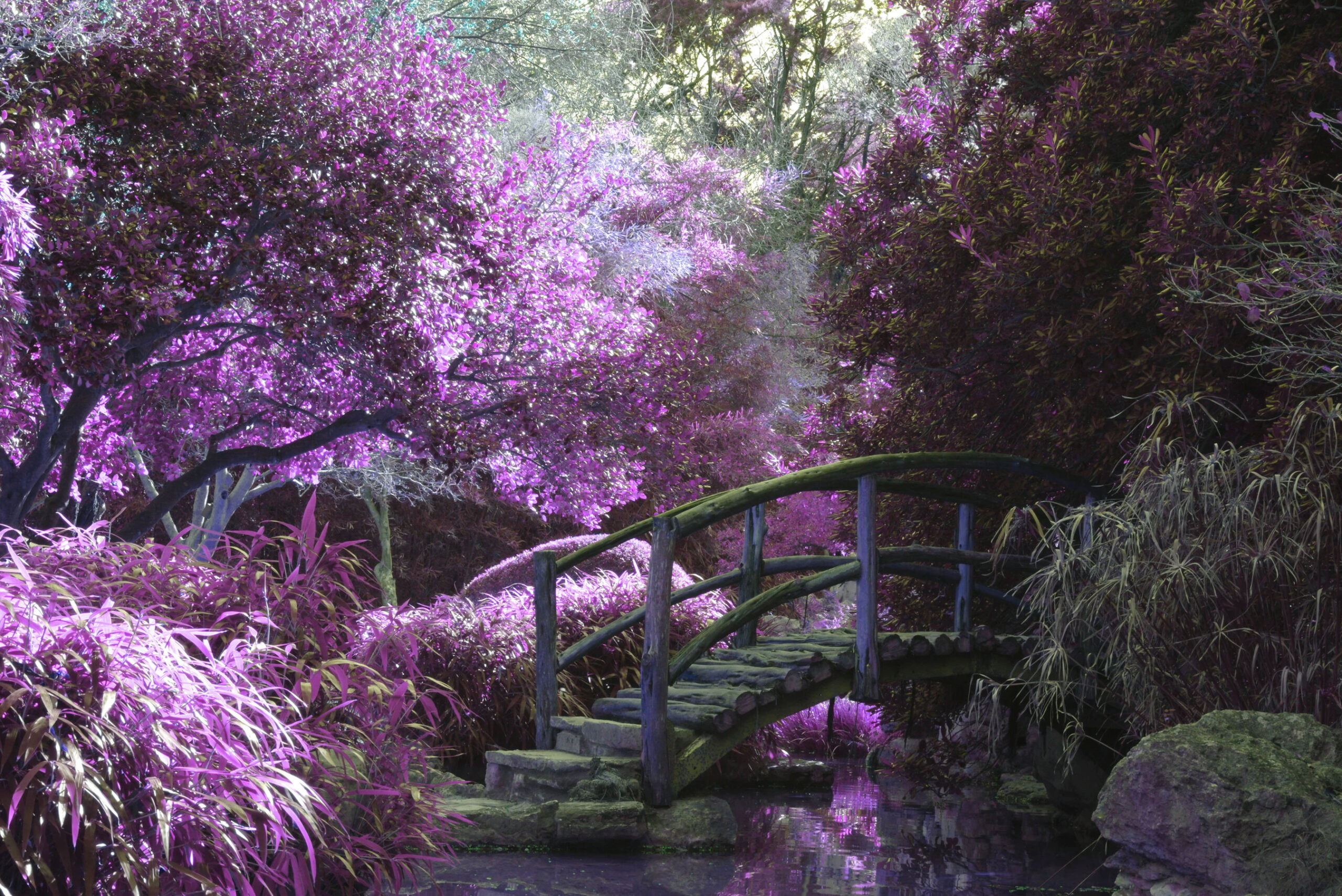 Gallery – Addison Arbor Foundation